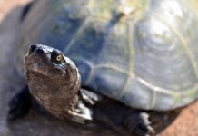 Muere bebé tras beber sangre de tortuga contra nuevo coronavirus nina haitiana