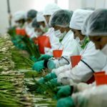 Empresas peruanas esperan exportar 8 mil millones de dólares en alimentos peru
