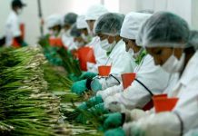 Empresas peruanas esperan exportar 8 mil millones de dólares en alimentos peru