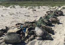 México: Tortugas en peligro de extinción mueren en redes de barcos atuneros mexico