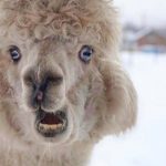 Miles de alpacas mueren por ola de frío en Perú (VIDEO) alpacas