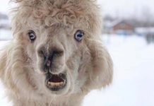 Miles de alpacas mueren por ola de frío en Perú (VIDEO) alpacas