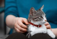 toxoplasmosis