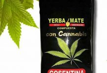 Yerba mate con cannabis serán vendidos en supermercados uruguayos yerba mate