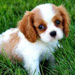 VIDEO: Perrito se aterra por altura de puente y dueña conmueve las redes perrito