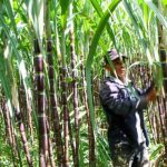 Cuba inaugura zafra azucarera con meta de producir 1,7 millones de toneladas cuba