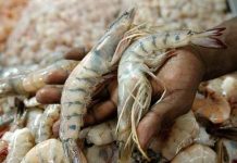 Ministerio de Agricultura de El Salvador anunció veda del camarón camarones