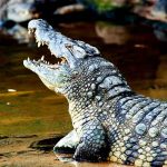 cocodrilo