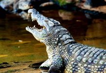 México: Apalean y lanzan a jaula de cocodrilos a violador (VIDEO) cocodrilo