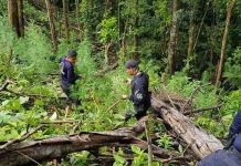 Descubren en Honduras cinco hectáreas con plantación de marihuana honduras