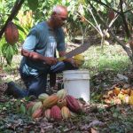 Impulsan incrementar producción del cacao en Costa Rica produccion