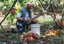 Impulsan incrementar producción del cacao en Costa Rica produccion