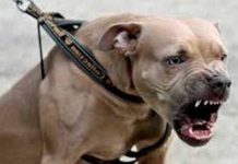 Pitbull furioso entra a escuela de Costa Rica y ataca a 8 niños costa rica