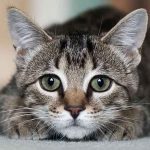 «Capturan» a gato por llevar celular a reos en cárcel de Costa Rica gato