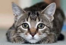 «Capturan» a gato por llevar celular a reos en cárcel de Costa Rica gato