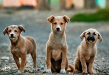 perros