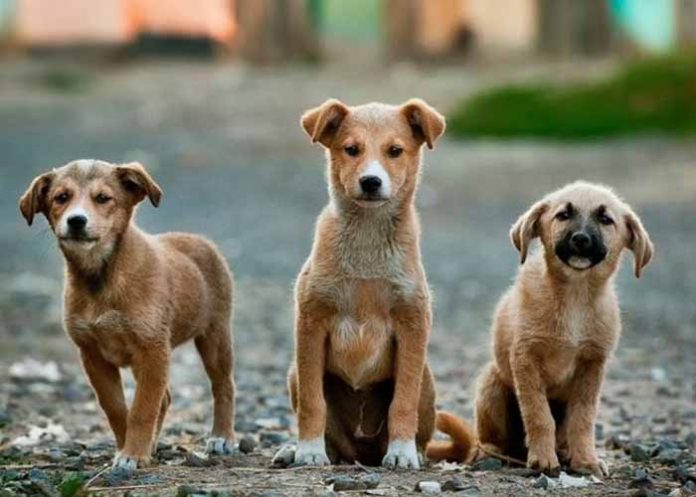 Untitled-1_ND3cS58 perros