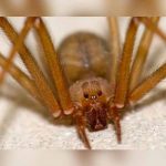 México: Bebé muere tras ser picado por «araña violinista» arana violinista