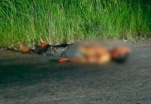 Criminales torturan, asesinan y le sacan los ojos a joven hondureño crimen