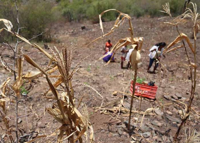 Untitled-1_O88DnCn sequia