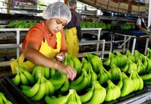 Caen ingresos por exportaciones de café, aceite de palma y banano hondureño exportacion de banano
