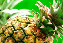 Costa Rica apunta a exportar piña a Nueva Zelanda comercio