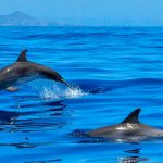 delfines