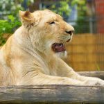 Mexicano en estado grave al ser atacado por leona que tenía de mascota leona