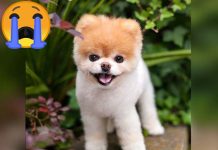 Muere «el perro más lindo del mundo» y causa conmoción en redes sociales boo