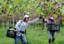 agricultores