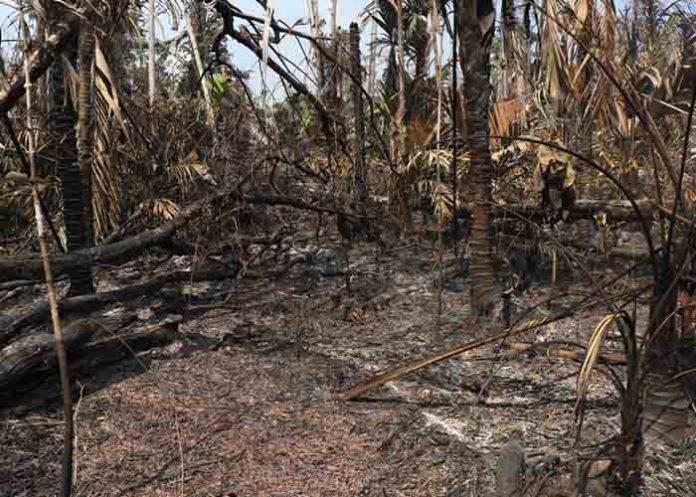 Untitled-1_WHujMu6 reserva indio maiz