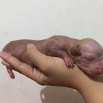 Finlandés fue censurado en Facebook por mostrar foto de su cachorro finlandia