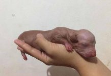 Finlandés fue censurado en Facebook por mostrar foto de su cachorro finlandia