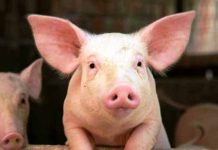 Detectan nuevo brote de fiebre aftosa en Colombia cerdos