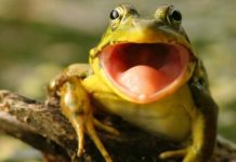 Rana sorprende al mundo al croar como cabra (VIDEO) rana