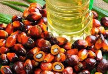 Productores denuncian ingreso masivo de aceite de palma guatemalteco produccion