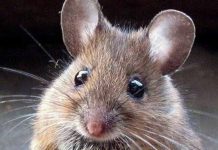 Autoridades sanitarias de Bolivia confirman brote de hantavirus bolivia