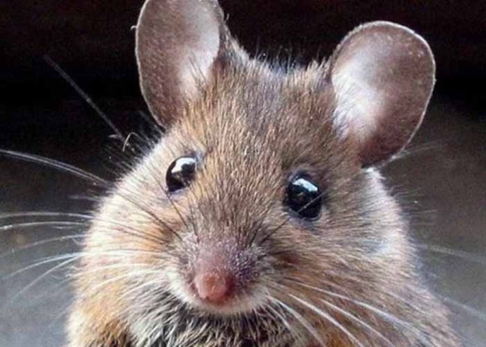 Untitled-1_Y8Xzqwg bolivia