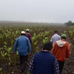 Bajas temperaturas dañan cultivos en el noroeste de México heladas