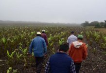Bajas temperaturas dañan cultivos en el noroeste de México heladas