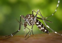 Jamaica en alerta ante posible brote de dengue zancudo