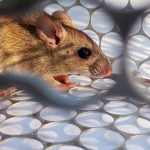 Argentina: Ordenan aislar por un mes a afectados por hantavirus argentina