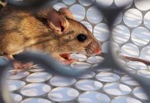 Argentina: Ordenan aislar por un mes a afectados por hantavirus argentina