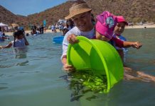 México: Liberan 40 mil crías de totoaba, especie en peligro de extinción mexico