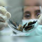 Bolivia: Organismos piden combatir mal de Chagas en el mundo mal de chagas