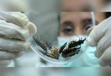 Bolivia: Organismos piden combatir mal de Chagas en el mundo mal de chagas