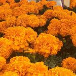 México se «inunda» con flor de cempasúchil para rendir honor a los muertos mexico