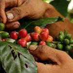 Roya amenaza cafetales de Costa Rica cafe