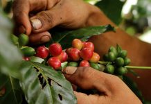 Roya amenaza cafetales de Costa Rica cafe
