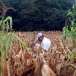 Sequía causó daños al 80% de los cultivos de maíz y frijol en Guatemala sequia